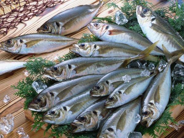 海釣り体験ﾚﾝﾀﾙ釣竿 まるへい遊び隊